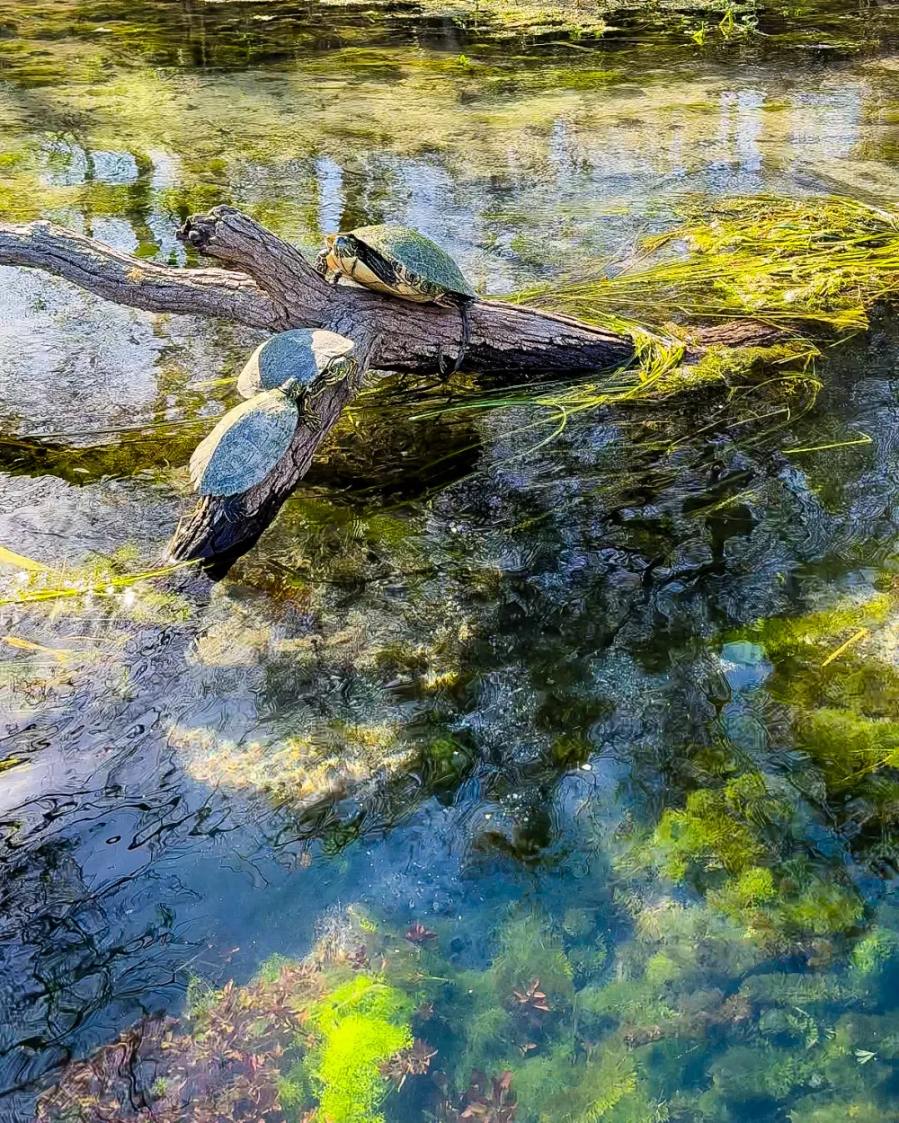Three turtles sunbathing on a log in clear water with plants.
