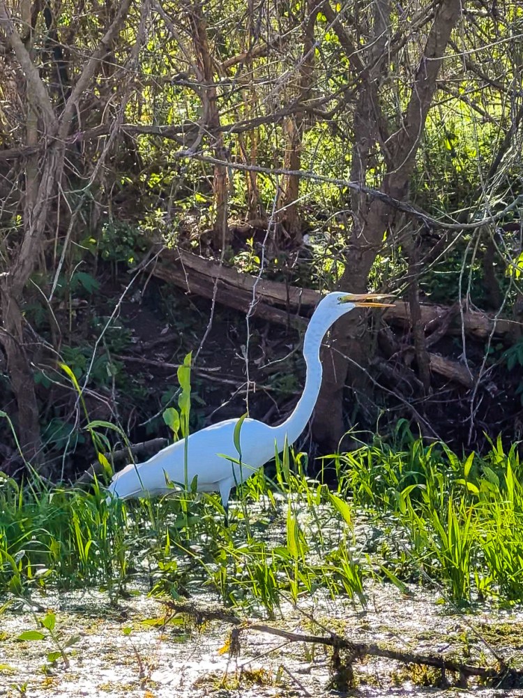 White bird standing in a lush, green, wooded swamp area.