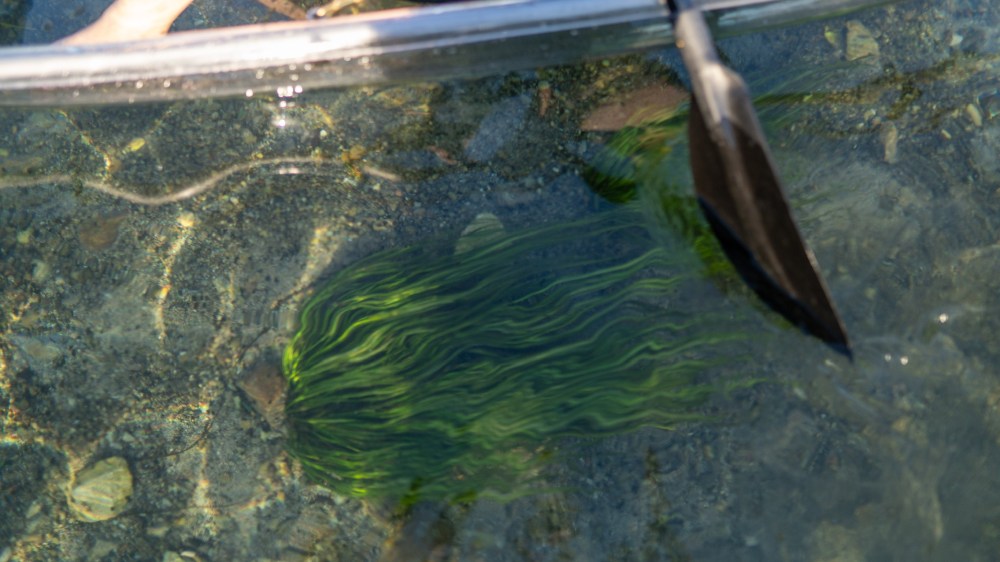 Kayak paddle over clear water with green plants beneath