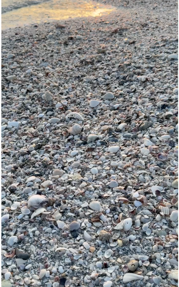 Pebble-covered beach with scattered seashells in the foreground and water reflecting sunlight.