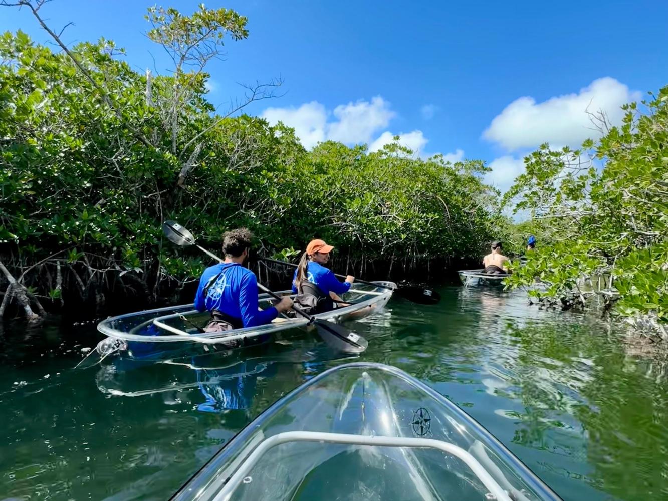 People kayaking in clear boats through mangroves under a blue sky.