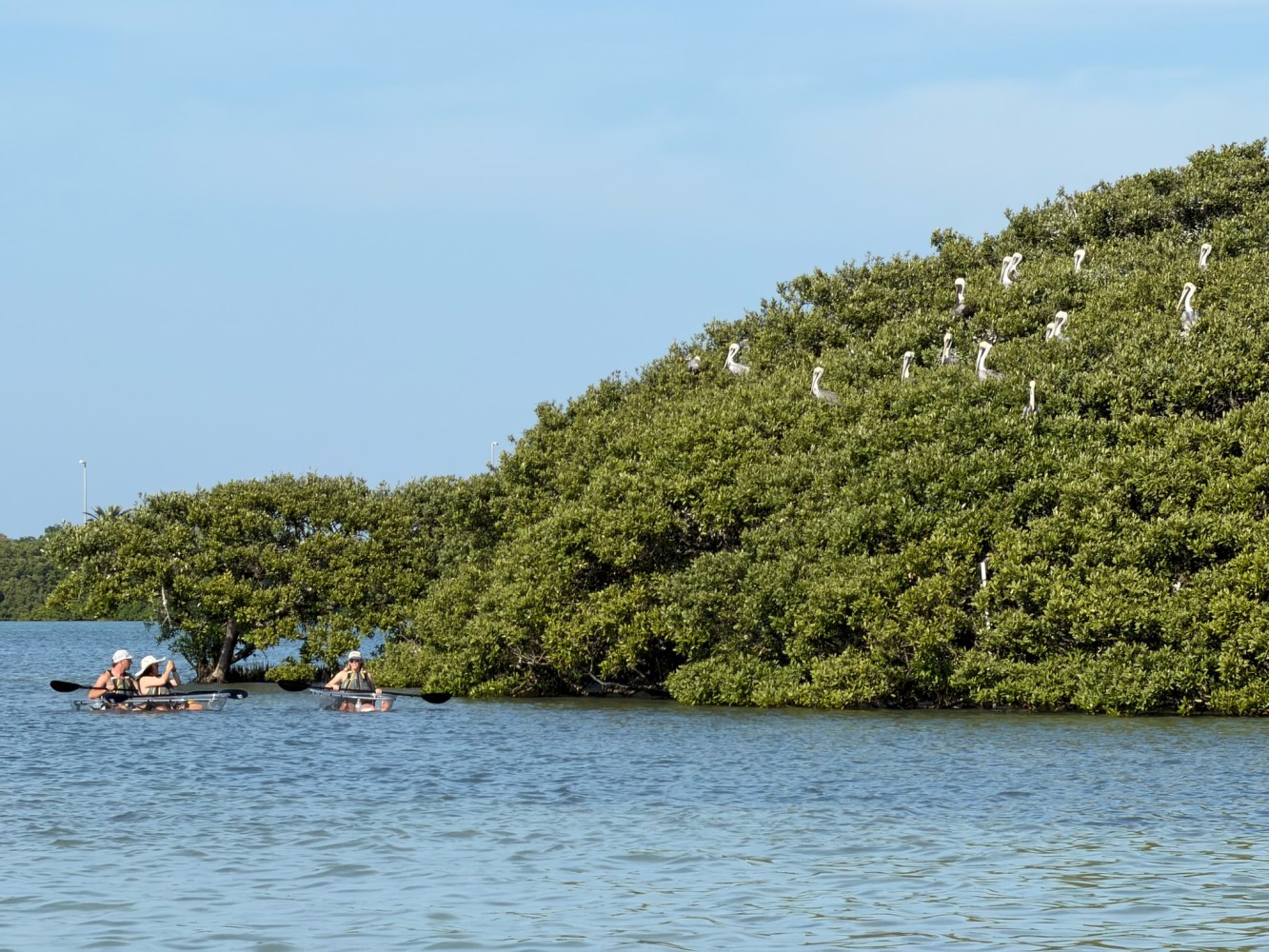 Two kayaks with four people paddling near a tree-covered island with birds.