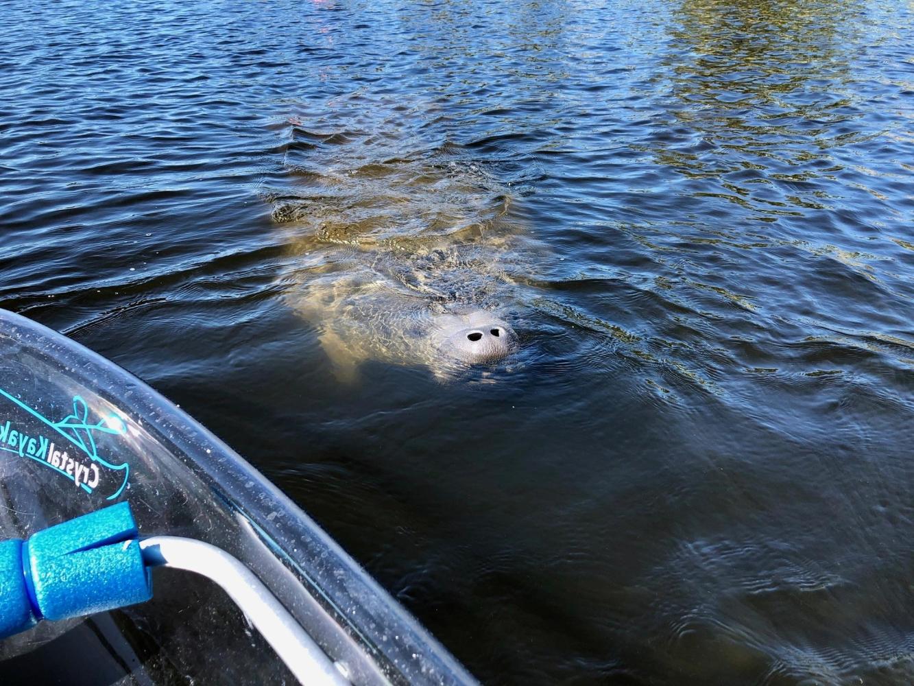 A manatee's snout surfaces in water near a clear kayak.
