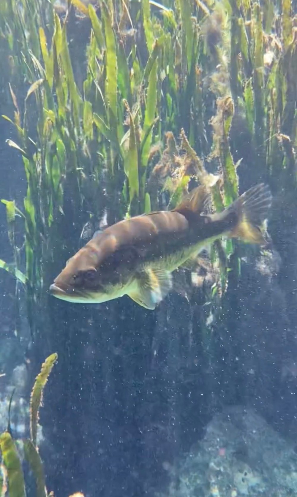 Fish swimming among green aquatic plants in clear water.