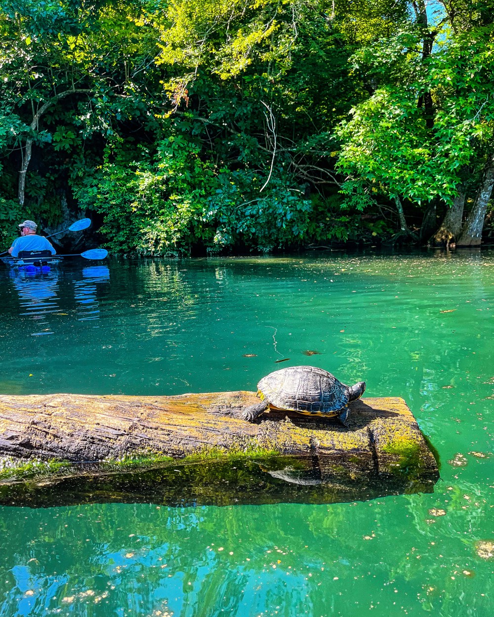 Turtle on a log in clear water with a kayaker and lush green trees in the background.