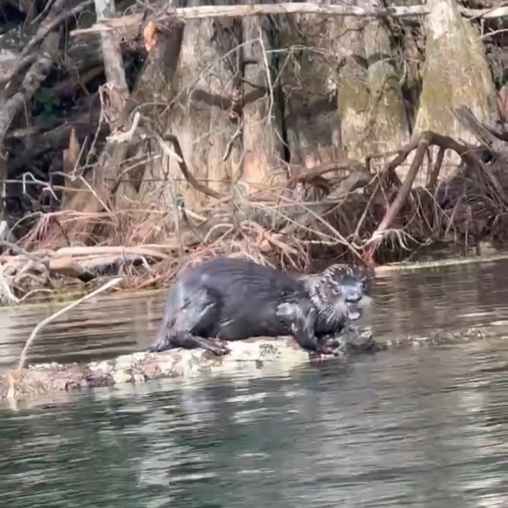 Otter on a log in water near tree roots and branches.