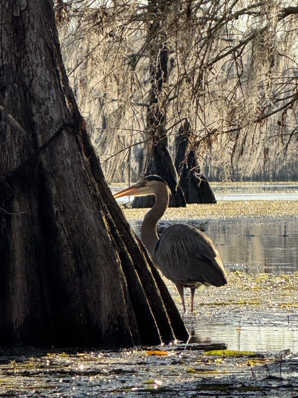 Heron standing in shallow water beside a tree with branches and moss.