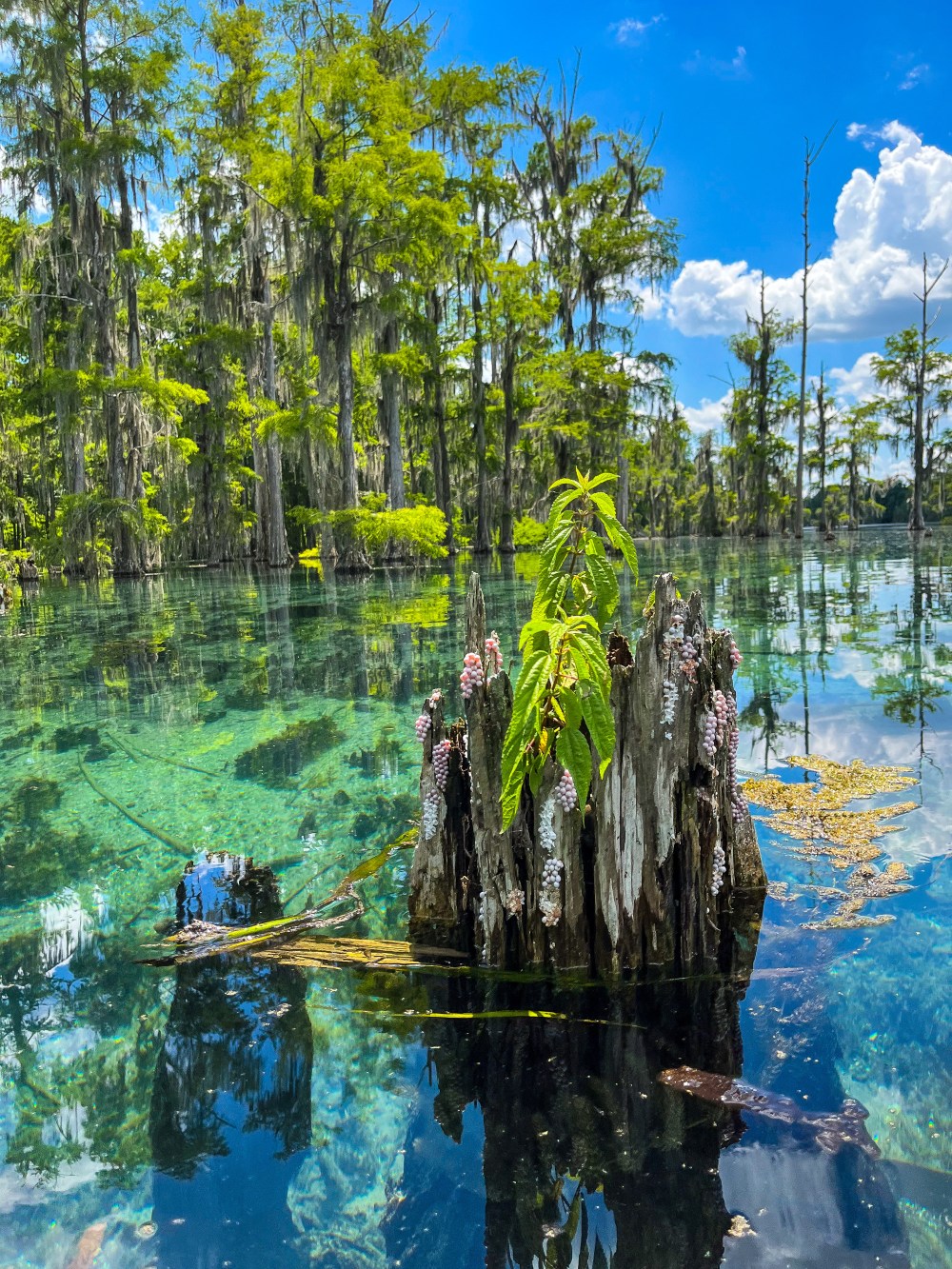 Cypress trees and clear water with a tree stump in a swamp under a blue sky.