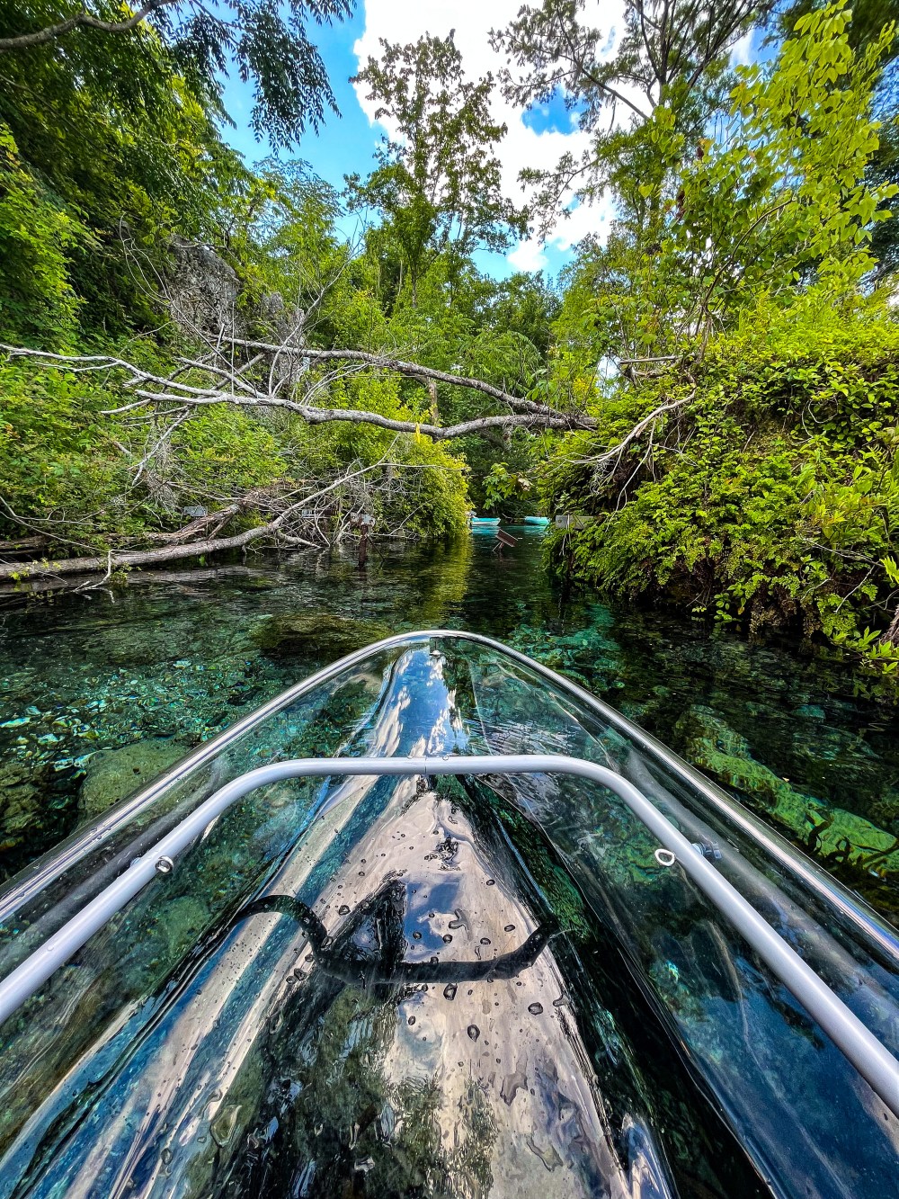 View from a transparent kayak on a clear river surrounded by lush green trees.
