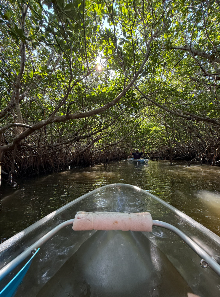 Kayak navigating through a narrow mangrove waterway under sunlight filtering through leaves.