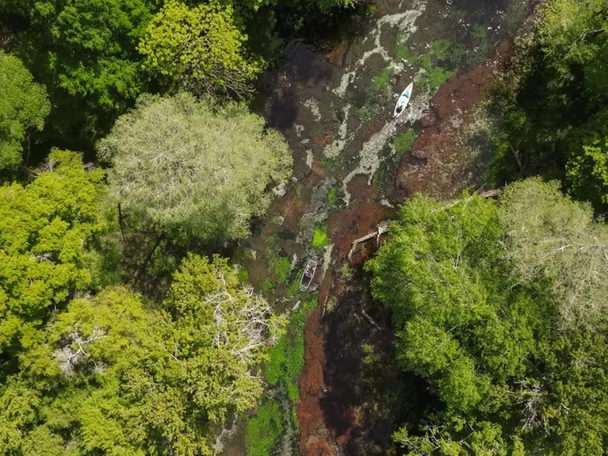 Aerial view of lush green forest with two small boats in a narrow waterway.