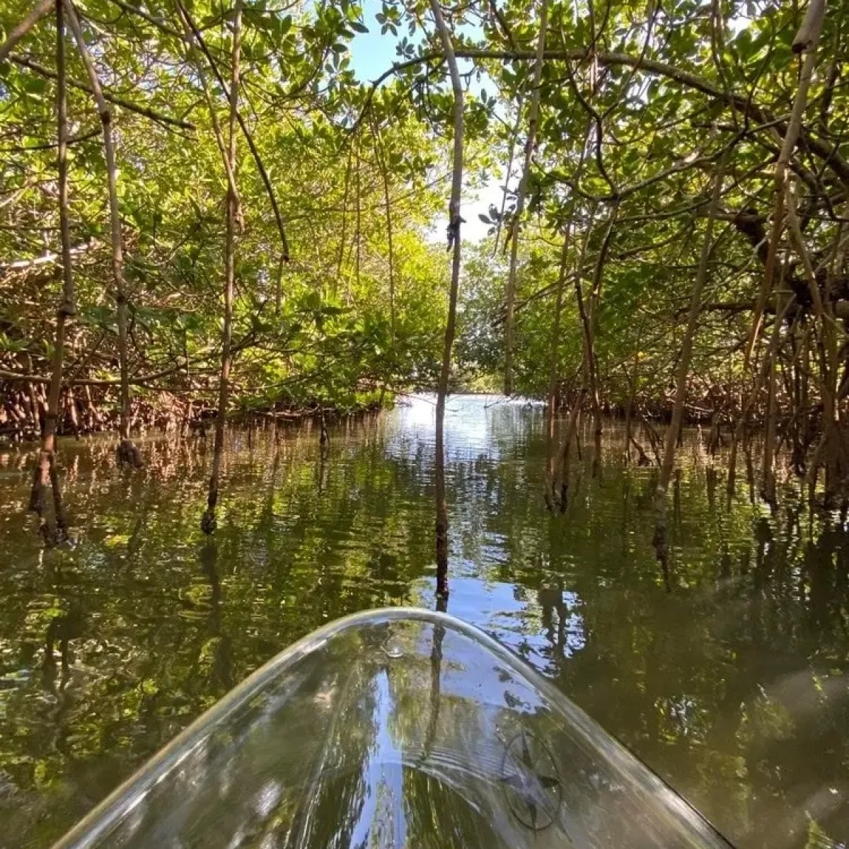 Clear kayak navigating through a lush, green mangrove forest tunnel.