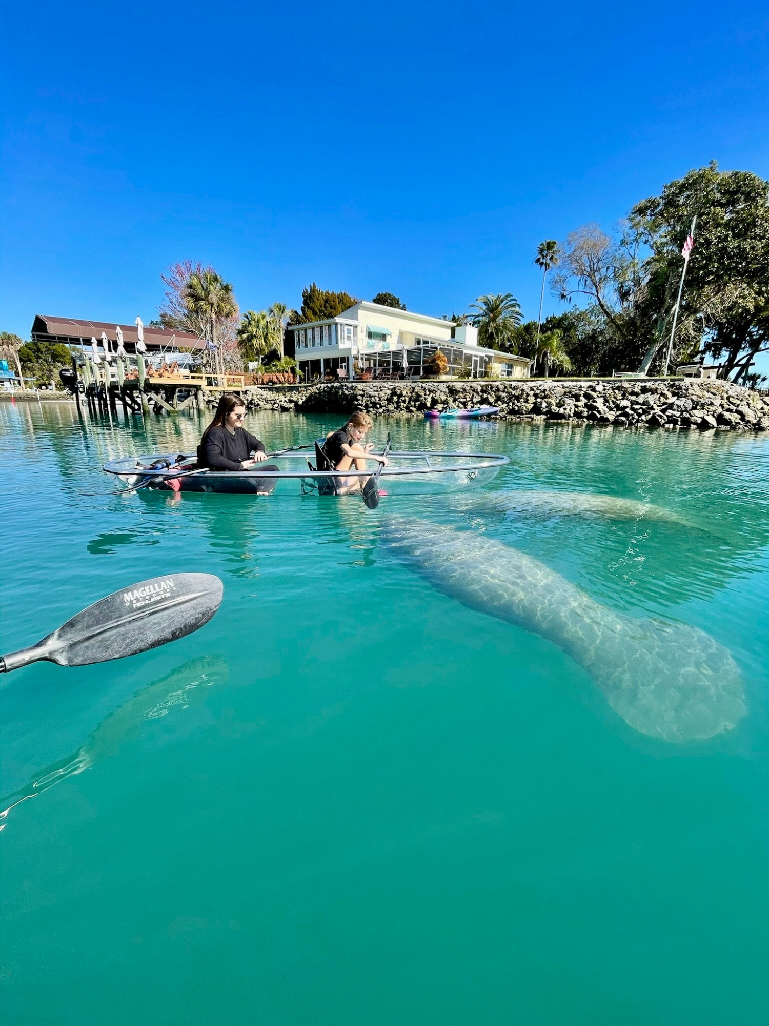 Two people in a clear kayak above a manatee in a sunny, coastal setting.
