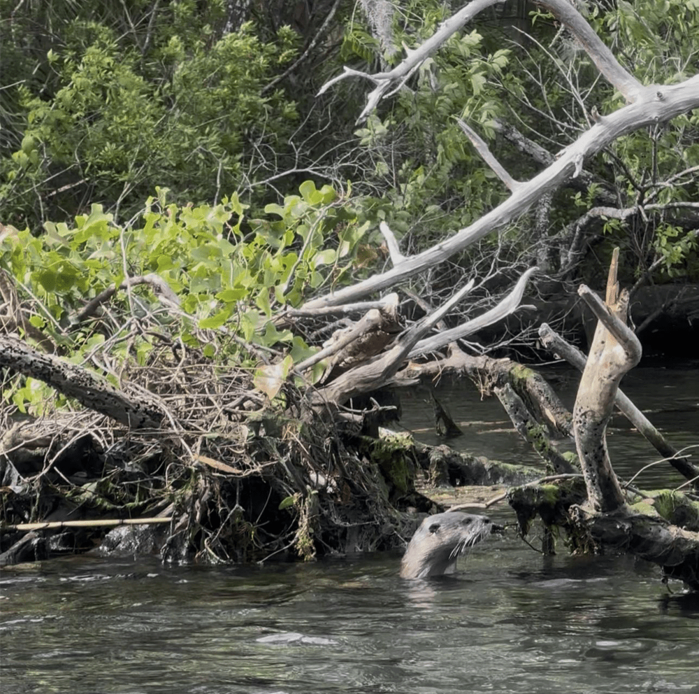 Otter peeking above water near fallen tree branches and green foliage.