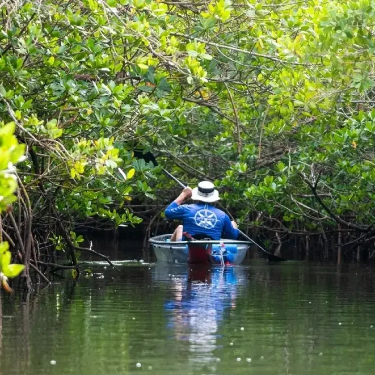 Person kayaking through a narrow waterway surrounded by mangroves.