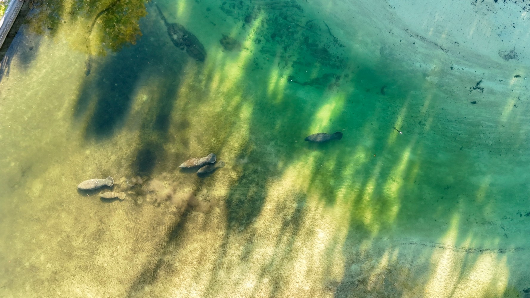 Aerial view of several manatees in clear, shallow water.