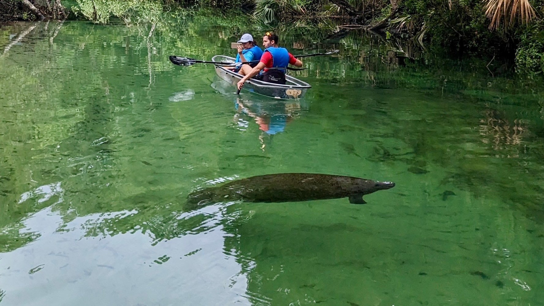 Two people canoeing near a large manatee in clear water surrounded by greenery.