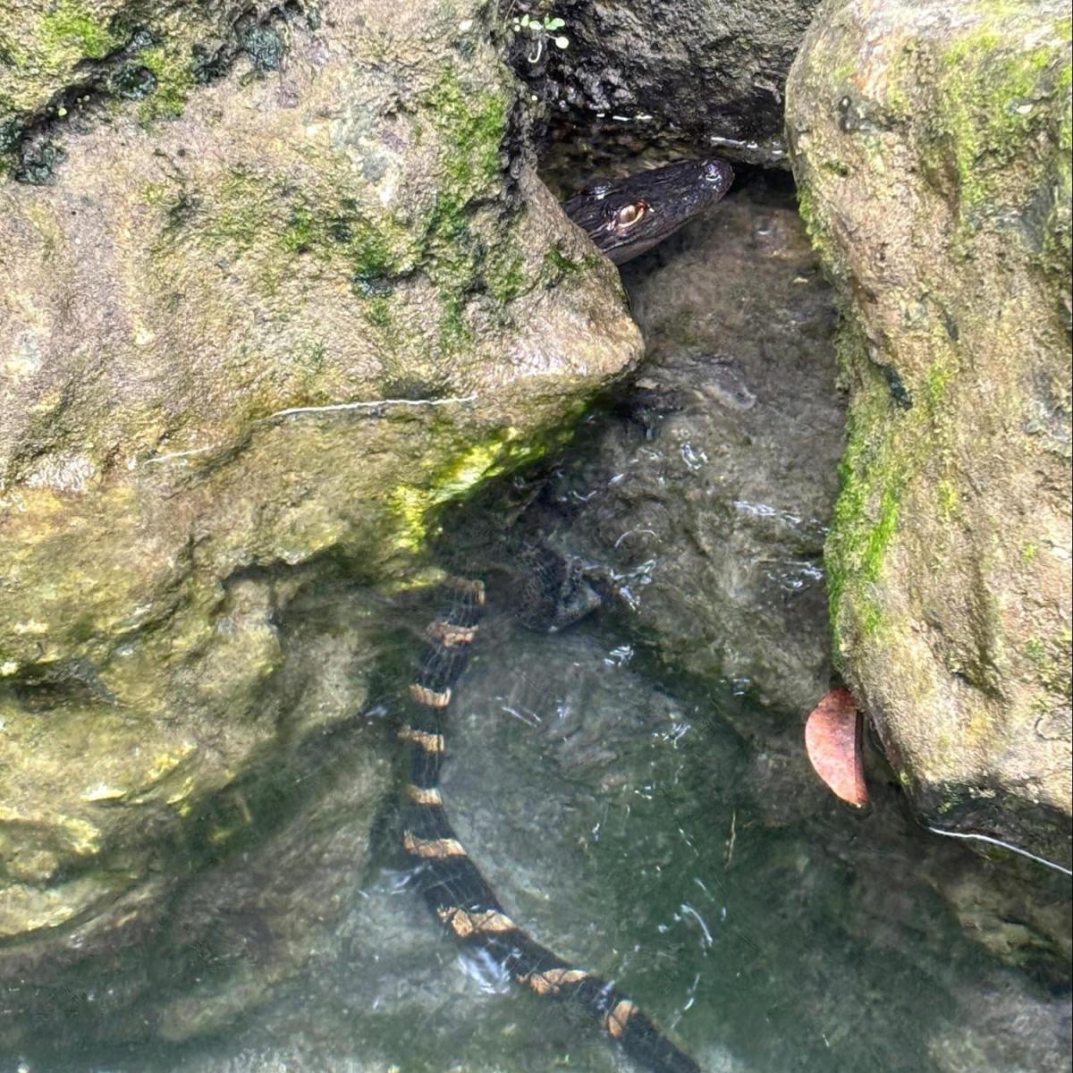 A snake between mossy rocks near water.