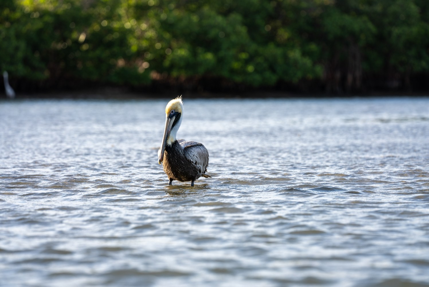 Pelican wading in shallow water with trees in the background.