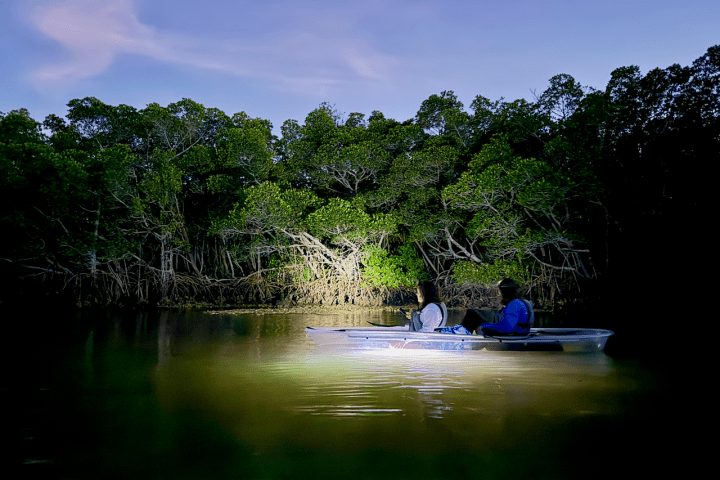 Two people canoeing at night in a mangrove forest.
