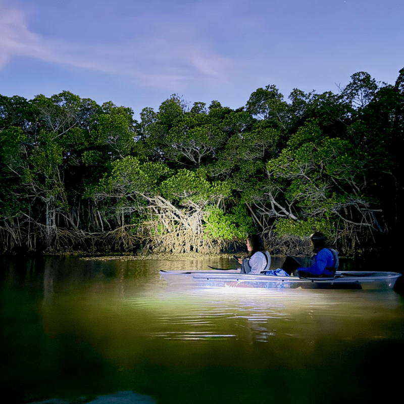 Two people canoeing at night in a mangrove forest.