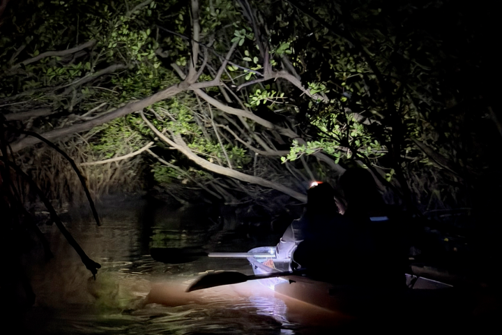Silhouetted people kayaking under illuminated mangrove branches at night.
