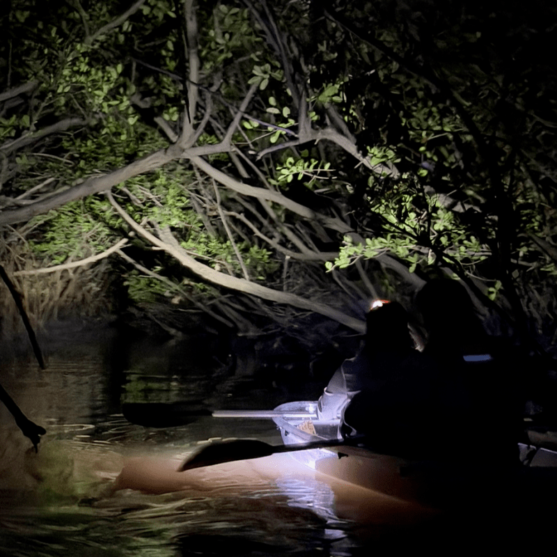 Silhouetted people kayaking under illuminated mangrove branches at night.