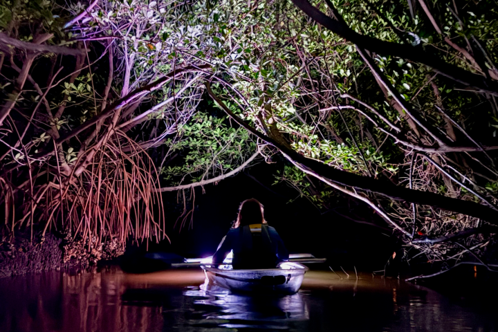 Person kayaking at night through a tunnel of overhanging trees, illuminated by colorful lights.