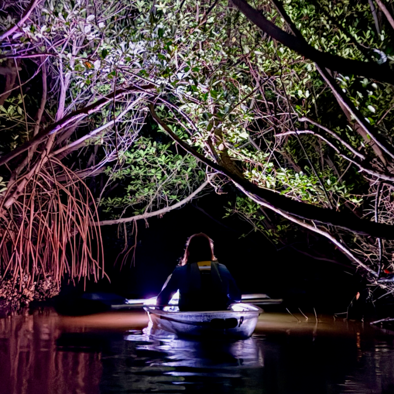 Person kayaking at night through a tunnel of overhanging trees, illuminated by colorful lights.