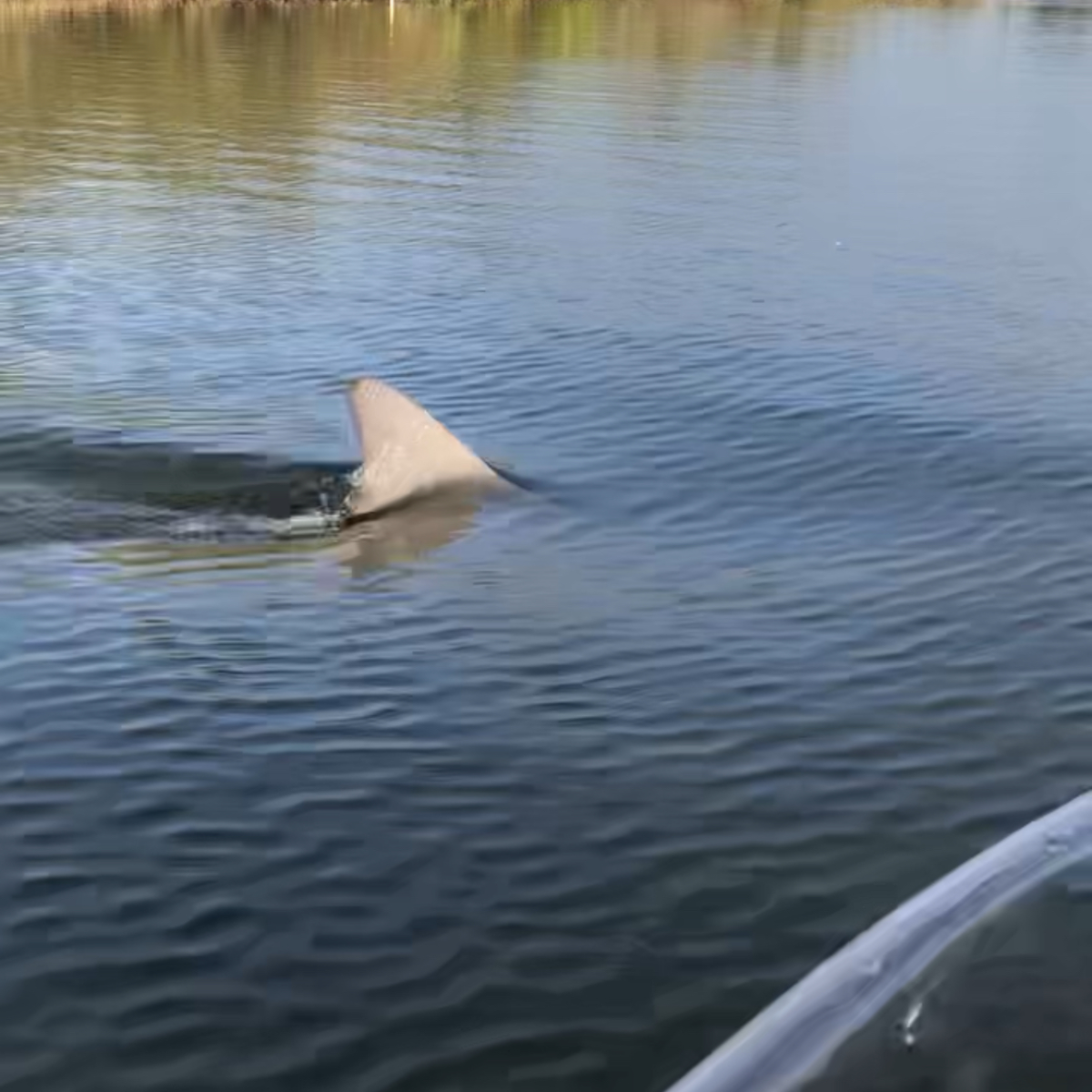 A shark fin visible above calm water near a boat.