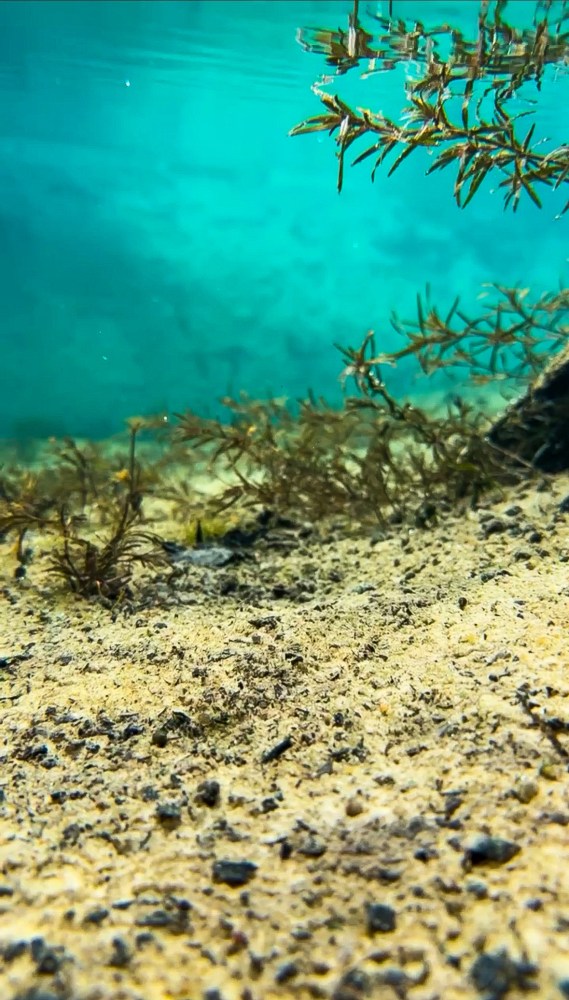 Underwater view with sandy bottom and aquatic plants.
