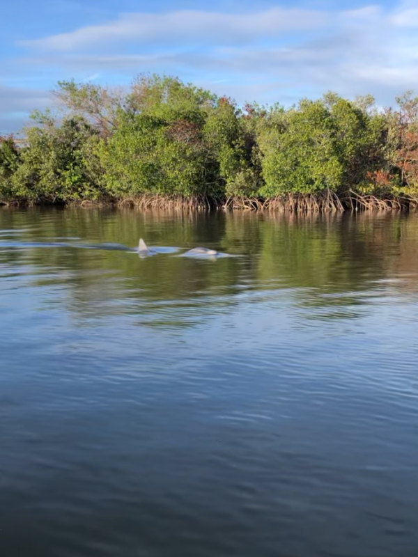 Two dolphins swimming near a shoreline with trees on a sunny day.