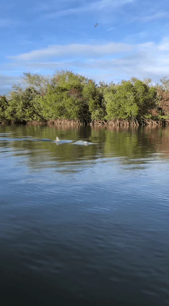 Calm river with trees and two dolphins swimming.