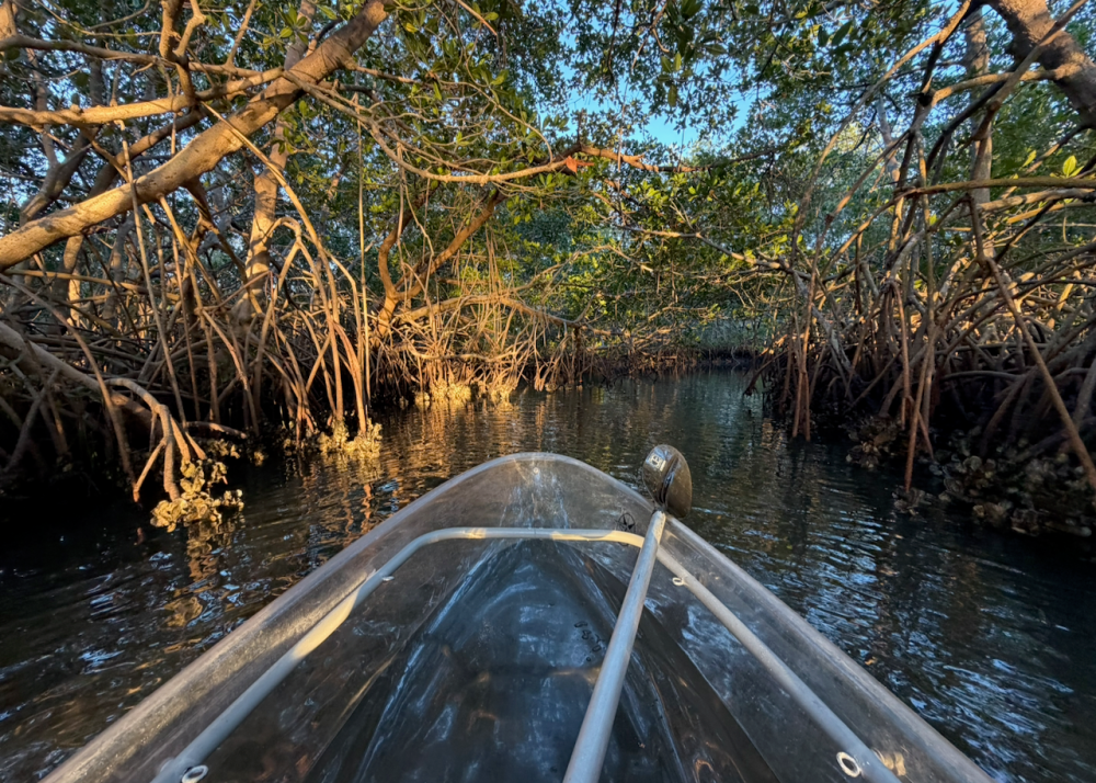 View from a boat navigating through a mangrove forest.