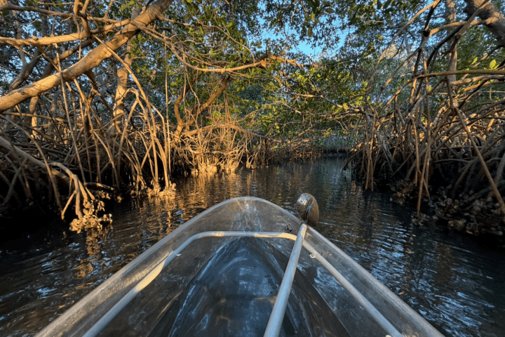 View from a boat navigating through a mangrove forest.