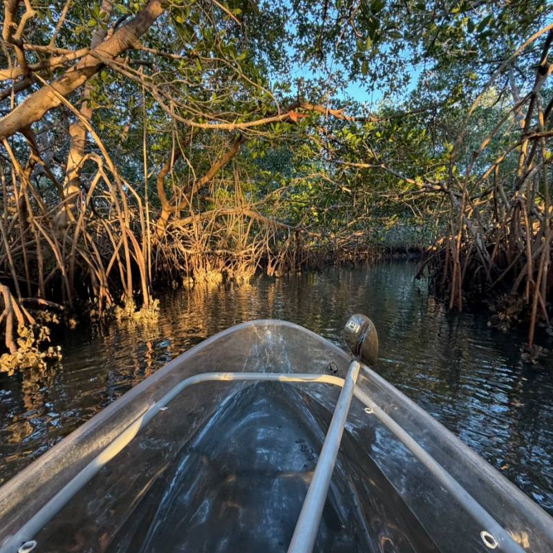 View from a boat navigating through a mangrove forest.