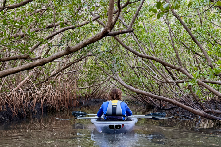 Person kayaking through dense mangrove tunnels.
