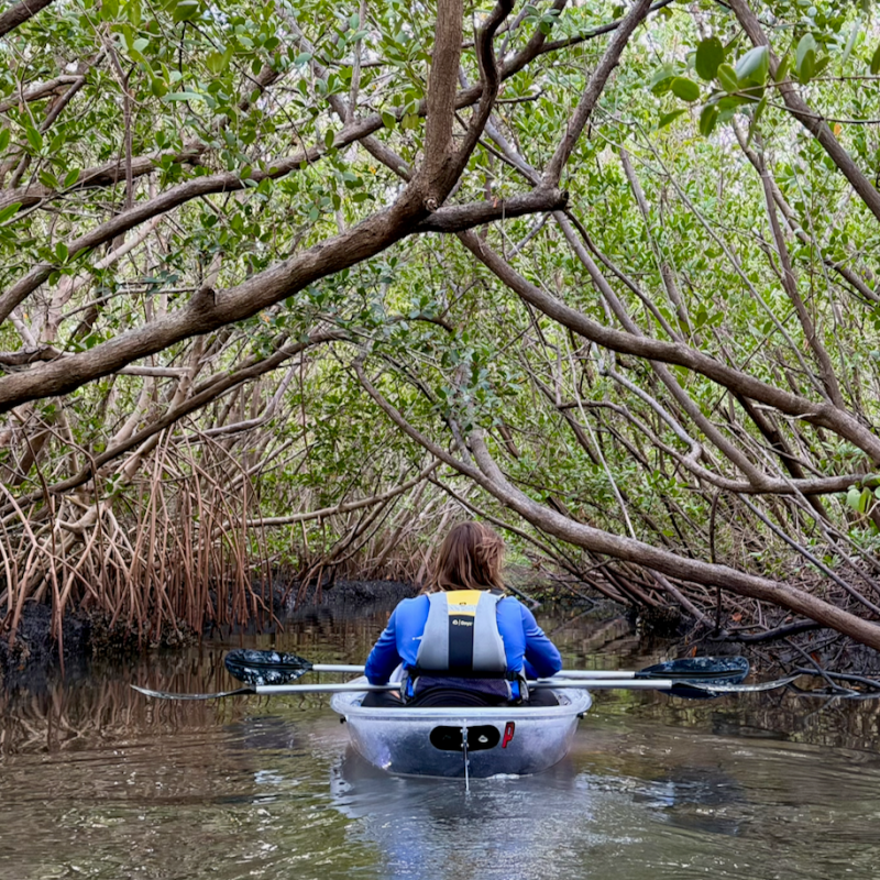 Person kayaking through dense mangrove tunnels.