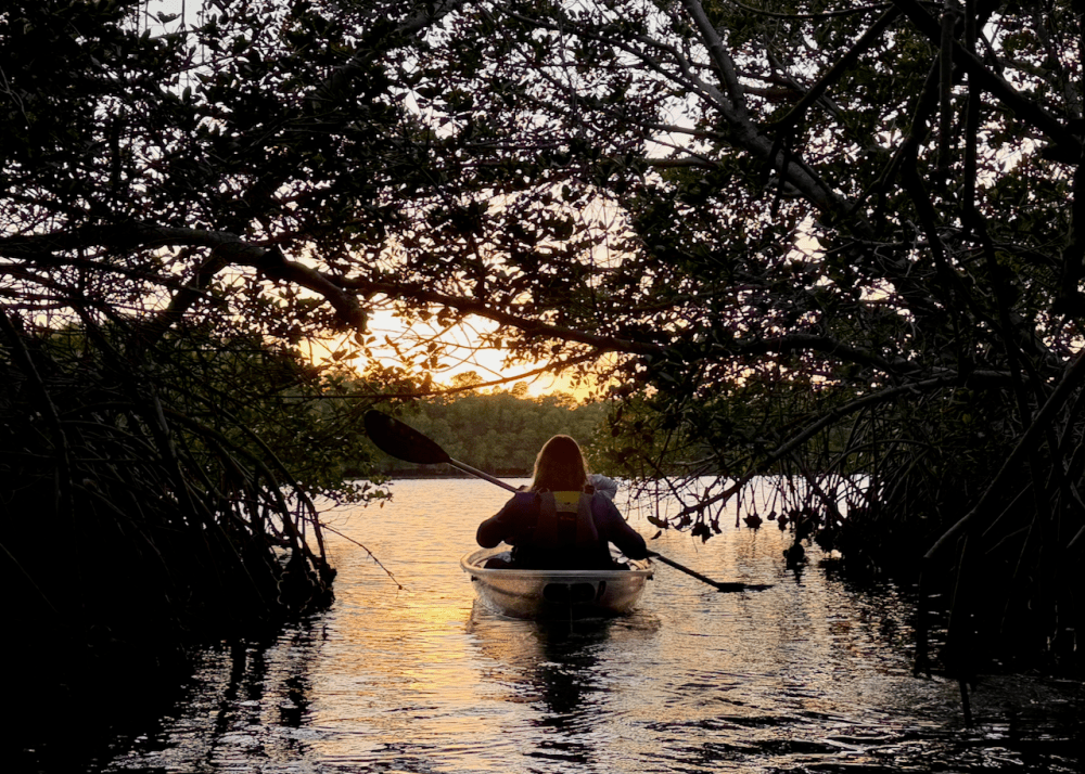 Person kayaking through mangroves at sunset.