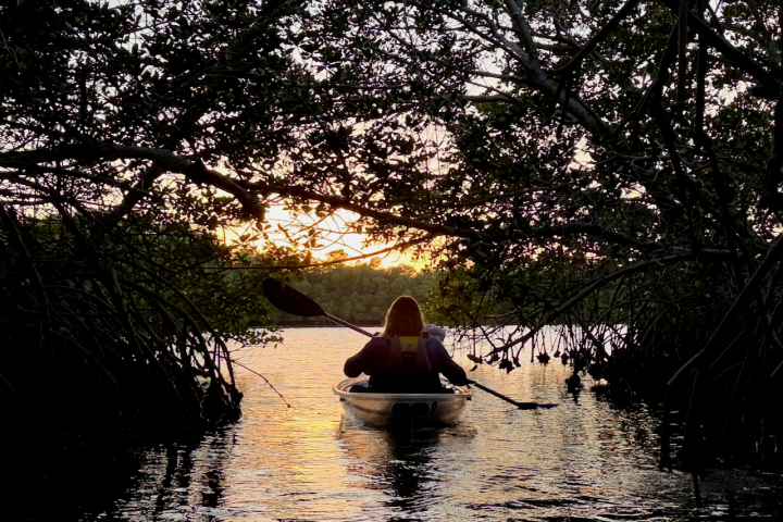 Person kayaking through mangroves at sunset.