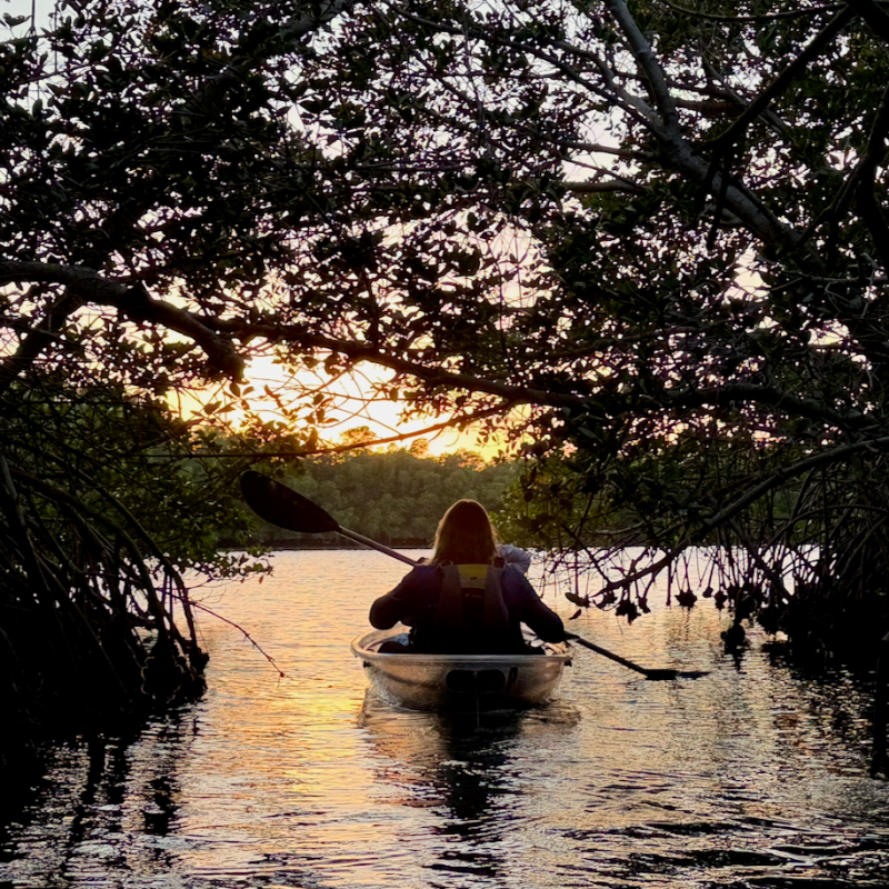 Person kayaking through mangroves at sunset.