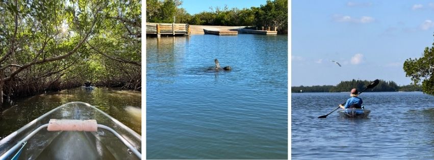Kayaking scenes: mangroves, pelican in water, person kayaking on open water.