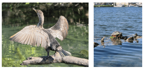 Bird drying wings on a log near water; turtle in water nearby.