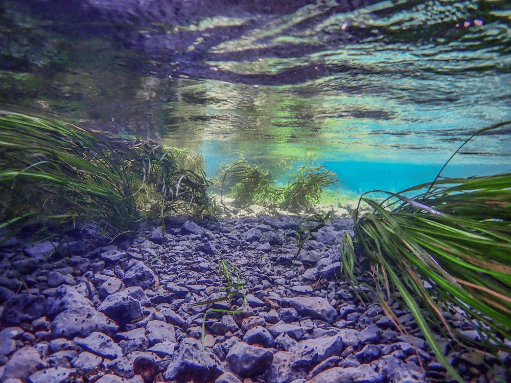 Underwater view of clear water, rocks, and green aquatic plants.
