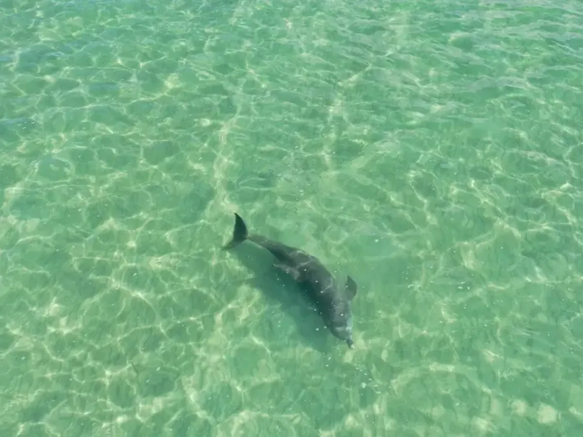 Dolphin swimming in clear green water, viewed from above.