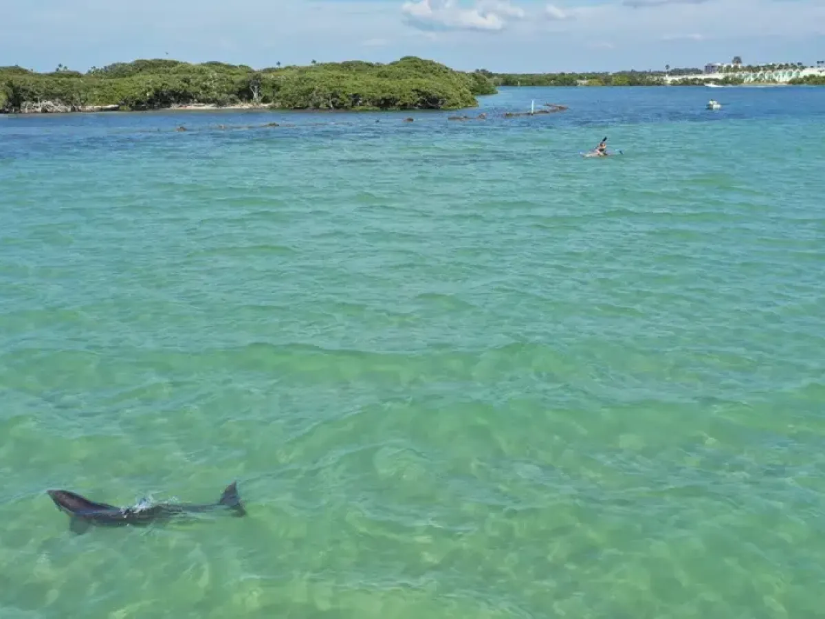 Dolphin near water's surface in a clear, blue-green sea with distant shore and trees.