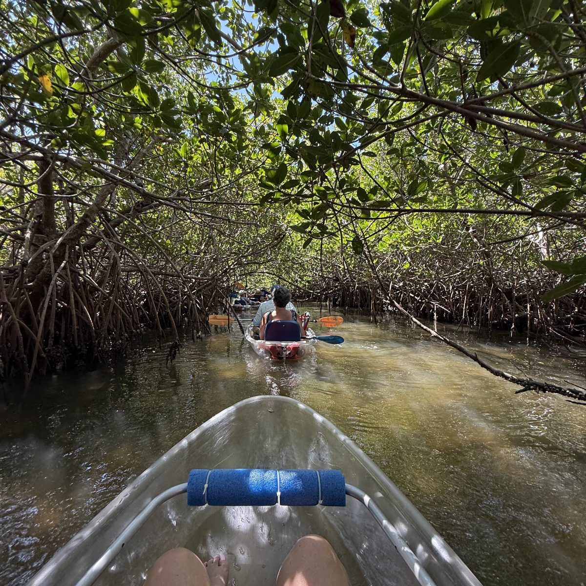 Two people kayaking through narrow mangrove waterway in clear kayaks.