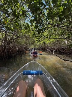 People kayaking through narrow mangrove waterway with clear kayak