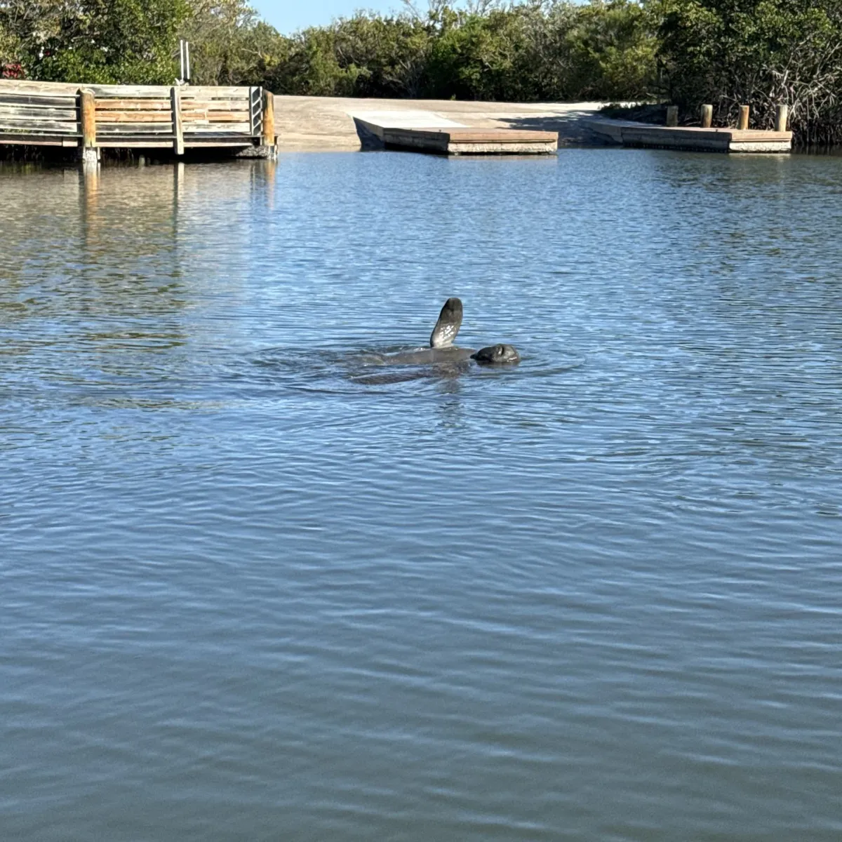 Manatee swimming near a wooden dock in calm water.