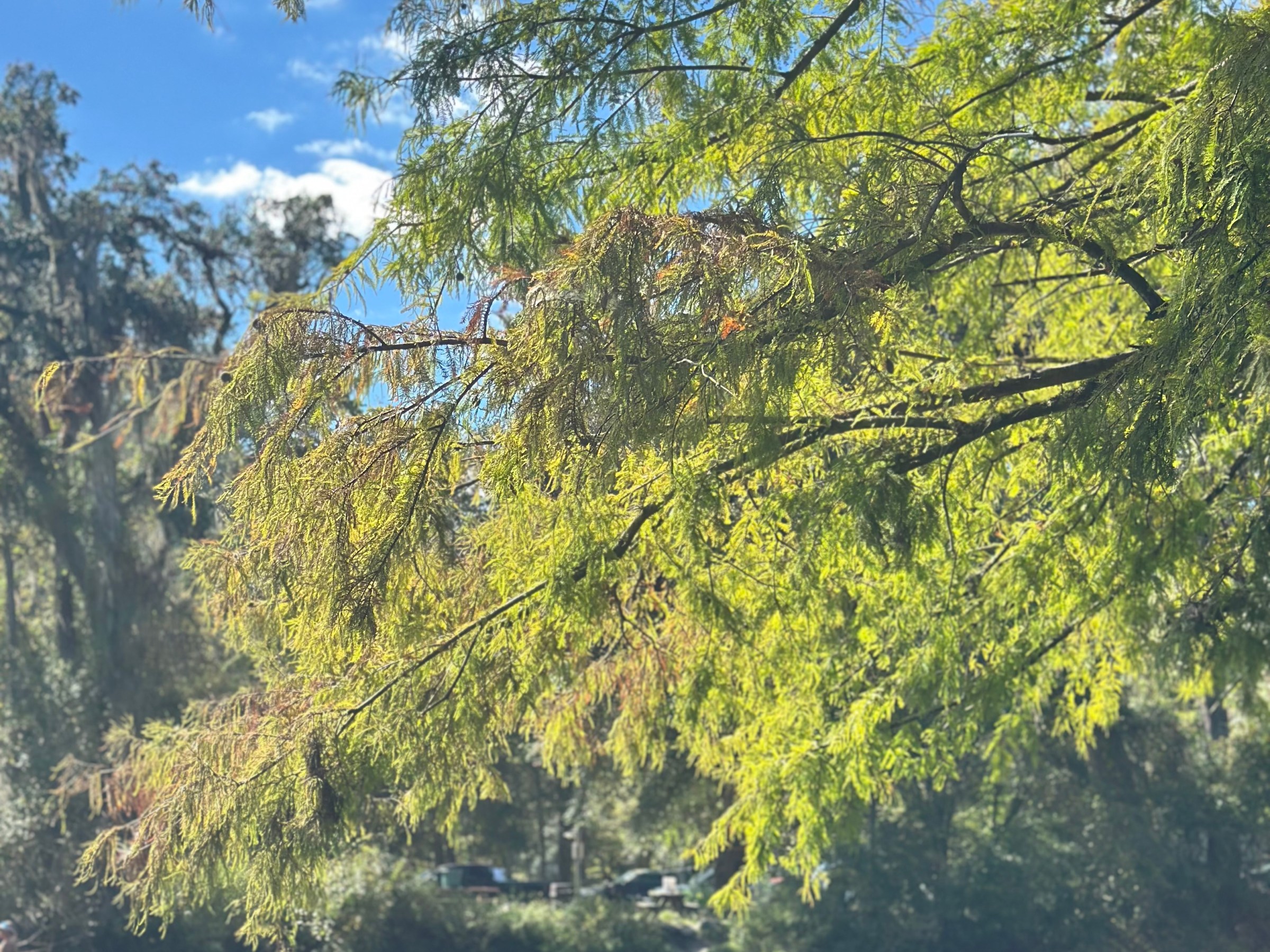 Green trees overhang a calm river under a blue sky with clouds.
